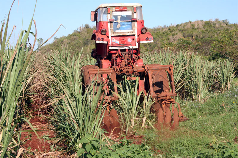 Labores de recuperación de plantaciones cañeras. Labores de recuperación de plantaciones cañeras.