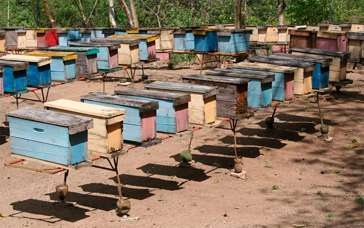 Centro ecológico de cría de abejas, en Mataguá, Villa Clara. Centro ecológico de cría de abejas, en Mataguá, Villa Clara.
