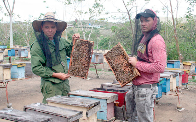 Jacinto Cruz y Manuel íguila, trabajadores del único Centro de Cría de Abejas Reinas de tipo ecológico existente en la provincia. Jacinto Cruz y Manuel íguila, trabajadores del único Centro de Cría de Abejas Reinas de tipo ecológico existente en la provincia.