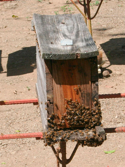 Colonia de abejas. Colonia de abejas.