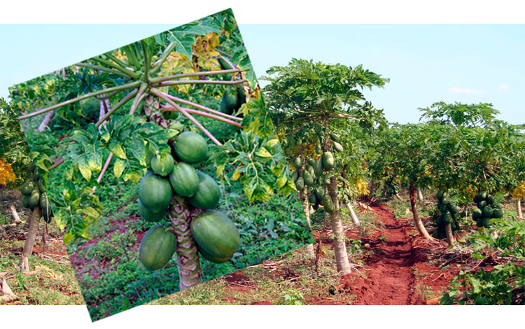 Cultivo de fruta bomba en la finca La Papaya, en Caibarién. Cultivo de fruta bomba en la finca La Papaya, en Caibarién.