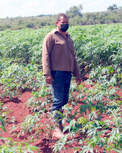 José Andrés Concepción Rodríguez, productor de la finca La Papaya, en Caibarién. José Andrés Concepción Rodríguez, productor de la finca La Papaya, en Caibarién.