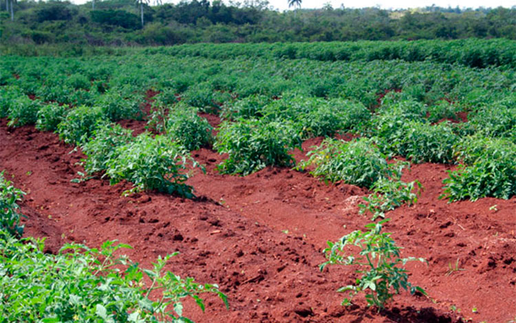 Siembra intensiva de tomate en la finca La Papaya, en Caibarién, Villa Clara. Siembra intensiva de tomate en la finca La Papaya, en Caibarién, Villa Clara.