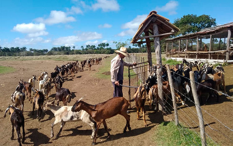 Cría de cabras en Villa Clara. Cría de cabras en Villa Clara.