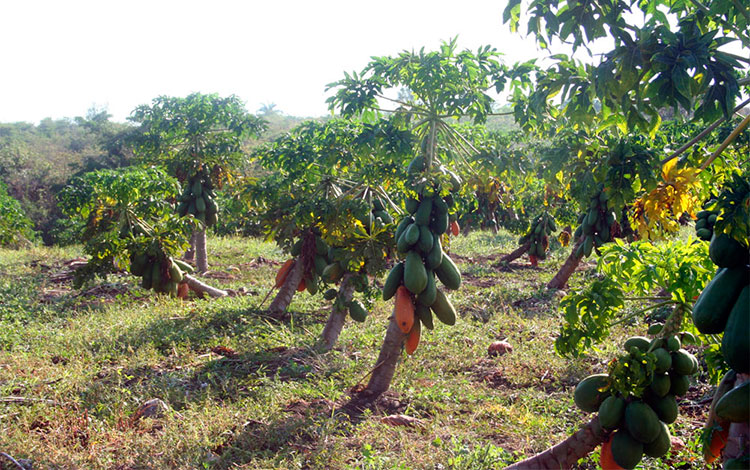 Campo de fruta bomba en tierras del productor Raidel García Díaz, Campo de fruta bomba en tierras del productor Raidel García Díaz,