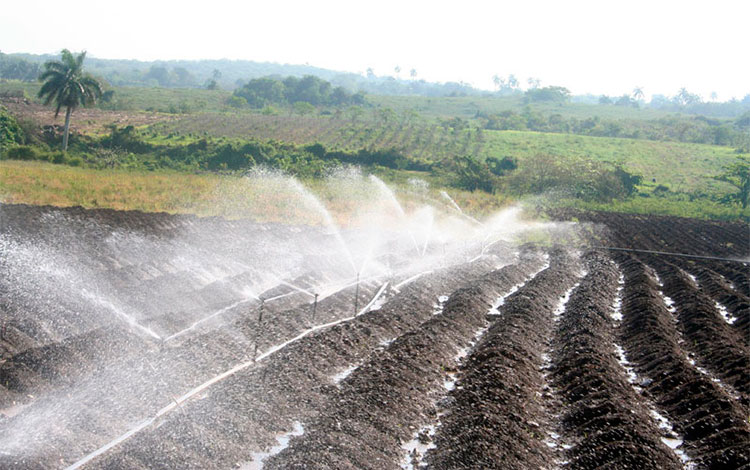 Campo listo para la siembra, en Camajuaní, Villa Clara. Campo listo para la siembra, en Camajuaní, Villa Clara.