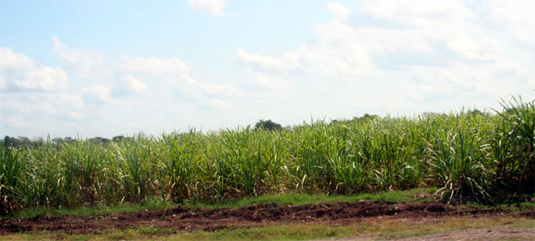 Atención a las plantaciones de caña. Atención a las plantaciones de caña.