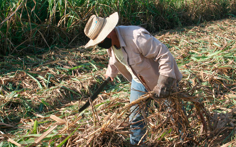 Recogida de materia prima quedada en los cañaverales. Recogida de materia prima quedada en los cañaverales.