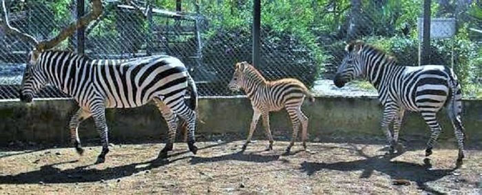 Cebras en el zoológico de Villa Clara. Cebras en el zoológico de Villa Clara.