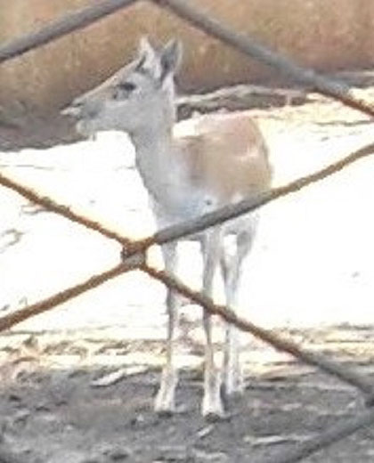Ejemplar nacido en el Parque Zoológico de Villa Clara. Ejemplar nacido en el Parque Zoológico de Villa Clara.