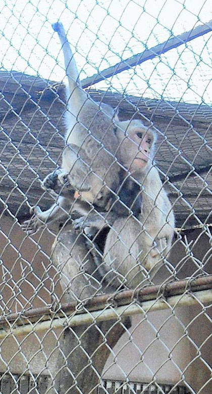 Mona parida en el Parque Zoológico de Villa Clara. Mona parida en el Parque Zoológico de Villa Clara.
