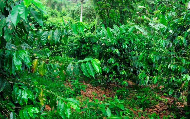 Cafetal en Manicaragua, Cuba. Cafetal en Manicaragua, Cuba.