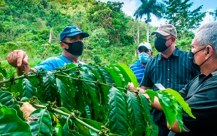 Visita al productor cafetalero Modesto Robaina. Visita al productor cafetalero Modesto Robaina.