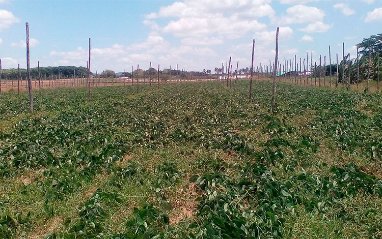 Plantación de abono verde. Plantación de abono verde.