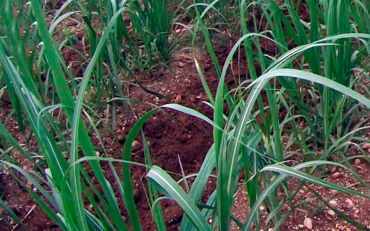 La siembra de caña entre las prioridades para la alimentación animal.(Foto: Luis Machado Ordetx) La