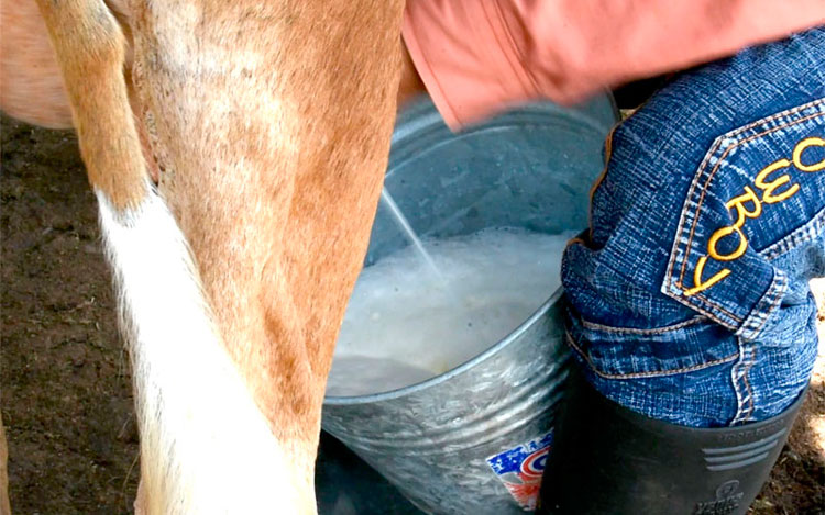 En producciones de leche y carne están los resultados evidentes del necesario rescate de la cultura ganadera. (Foto: Luis Machado Ordetx) En producciones de leche y carne están los resultados evidentes del necesario rescate de la cultura ganadera. (Foto: Luis Machado Ordetx)
