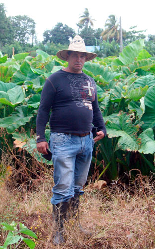 Raúl Concepción Alfaro, campesino integral, combina la siembra de cultivos varios con la producción lechera. (Foto: Luis Machado Ordetx) Raúl Concepción Alfaro, campesino integral, combina la siembra de cultivos varios con la producción lechera. (Foto: Luis Machado Ordetx)