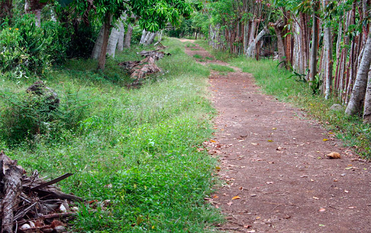 Purgas de cosechas en la finca. Purgas de cosechas en la finca.
