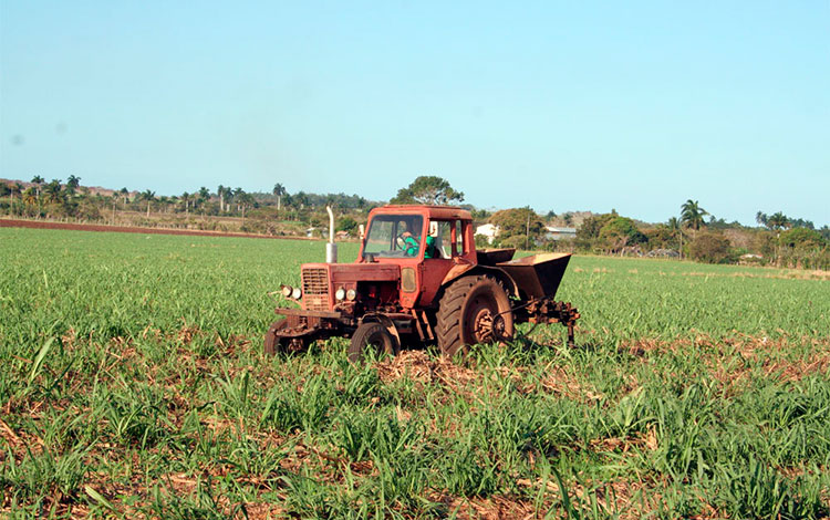 Atención cultural a las plantaciones de caña. Atención cultural a las plantaciones de caña.