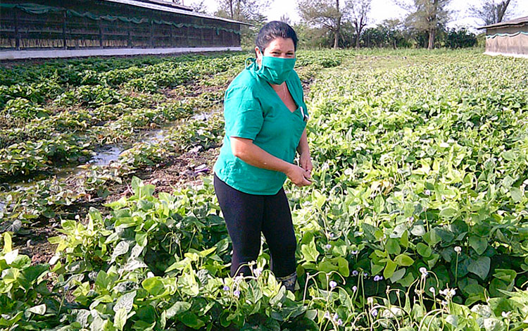 Administradora Neldys Romero en área cultivada en la granja Marrero. Administradora Neldys Romero en área cultivada en la granja Marrero.