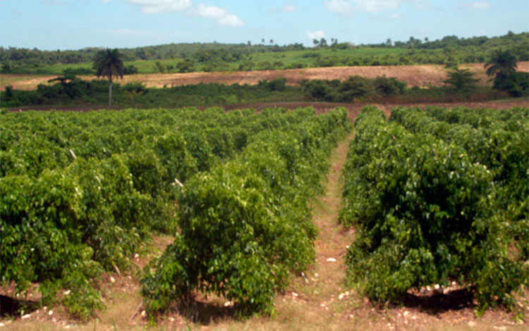 Siembra de ñame en Camajuaní, Villa Clara. Siembra de ñame en Camajuaní, Villa Clara.