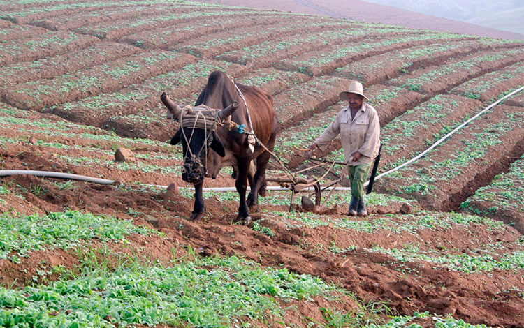 Uso de la tracción animal en los semilleros de tabaco. Uso de la tracción animal en los semilleros de tabaco.