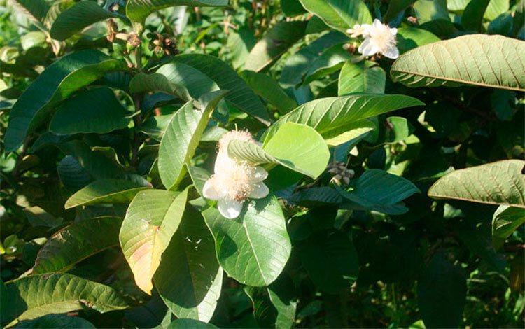 Cultivo de guayaba enana. Cultivo de guayaba enana.