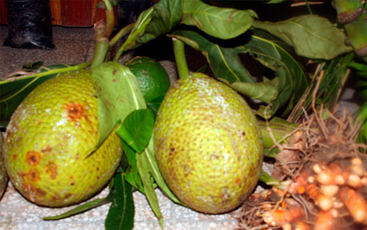 Fruto del árbol del pan. Fruto del árbol del pan.