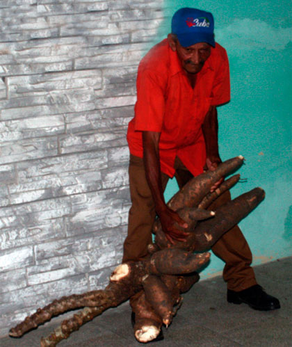 Productor agroecológico Juan de Mata Ribalta Morales muestra cangre de yuca cosechado en su finca. Productor agroecológico Juan de Mata Ribalta Morales muestra cangre de yuca cosechado en su finca.