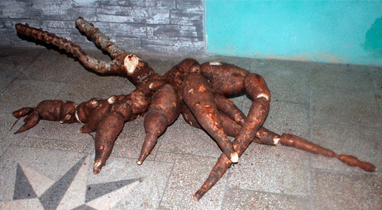 http://www.vanguardia.cu/images/vangweb/agricultura/2022/09-23-productor-agroecologico-juan-de-mata-ribalta-sagua-la-grande-lmo/yuca-cosechada.jpg Cangre de yuca extraído de la finca del campesino Juan de Mata Ribalta Morales, de Sagua la Grande.