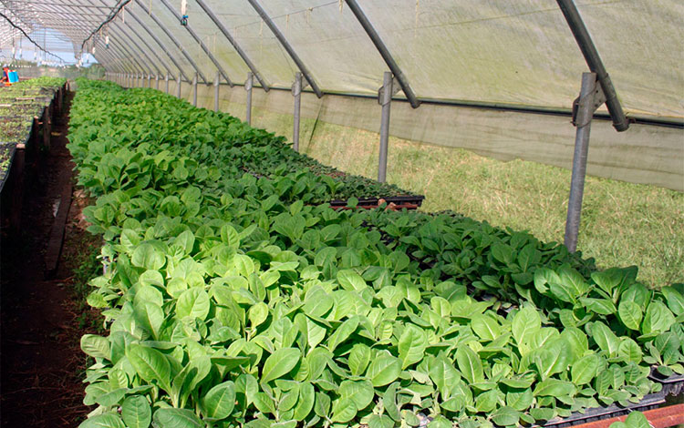 Producción de posturas para la siembra de tabaco. Producción de posturas para la siembra de tabaco.