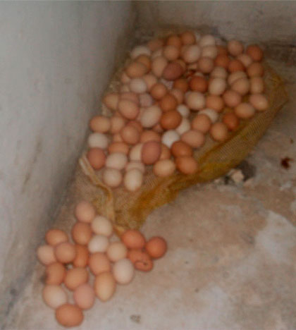 Acopio de huevos en el módulo pecuario 26 de Julio, de Cascajal, Santo Domingo. Acopio de huevos en el módulo pecuario 26 de Julio, de Cascajal, Santo Domingo.