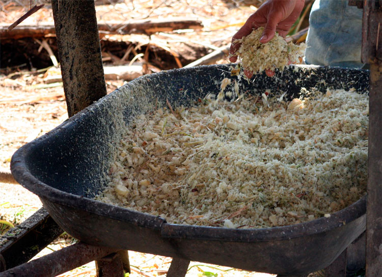 Forraje para la alimentación de los animales. Forraje para la alimentación de los animales.