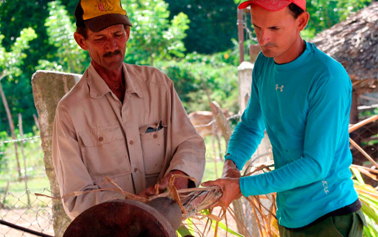 Procesamiento de plantas proteicas por campesinos de Ranchuelo.