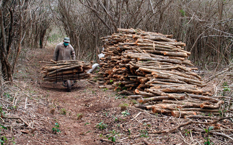 De las zonas de corte de madera hasta la hechura del horno se ejecutan más de 20 actividades diferentes. (Foto: Luis Machado Ordetx) De las zonas de corte de madera hasta la hechura del horno se ejecutan más de 20 actividades diferentes. (Foto: Luis Machado Ordetx)