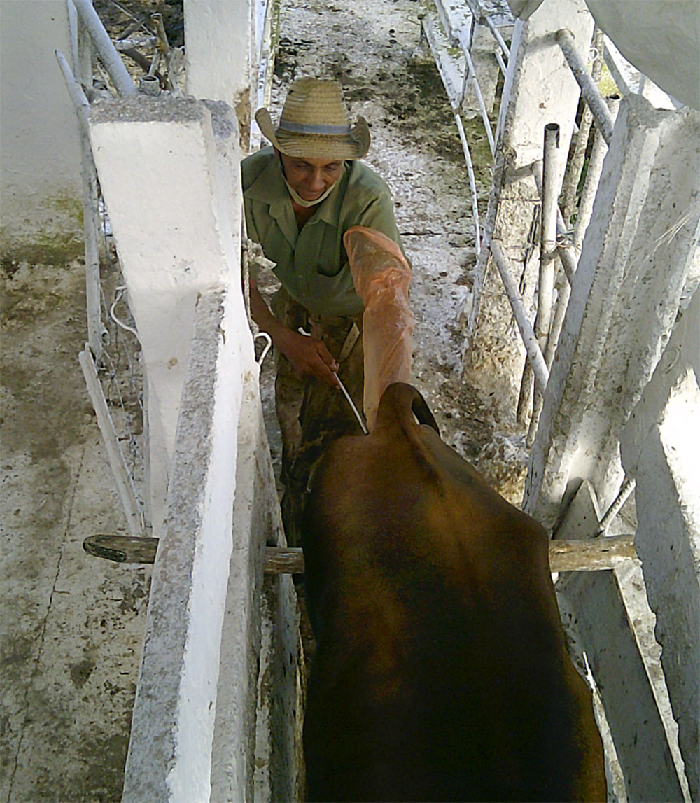 La inseminación artificial