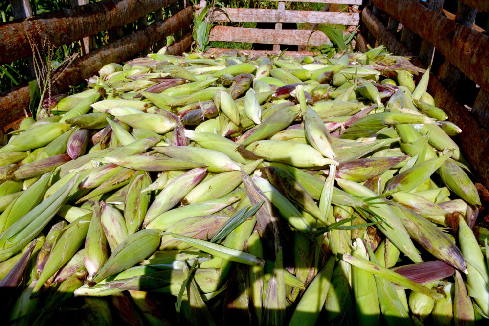 Cosecha de maíz.