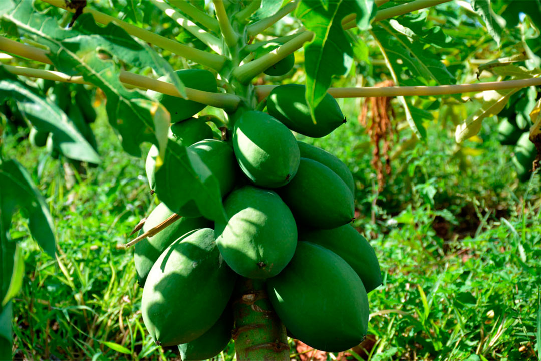 Campo de frutabomba.