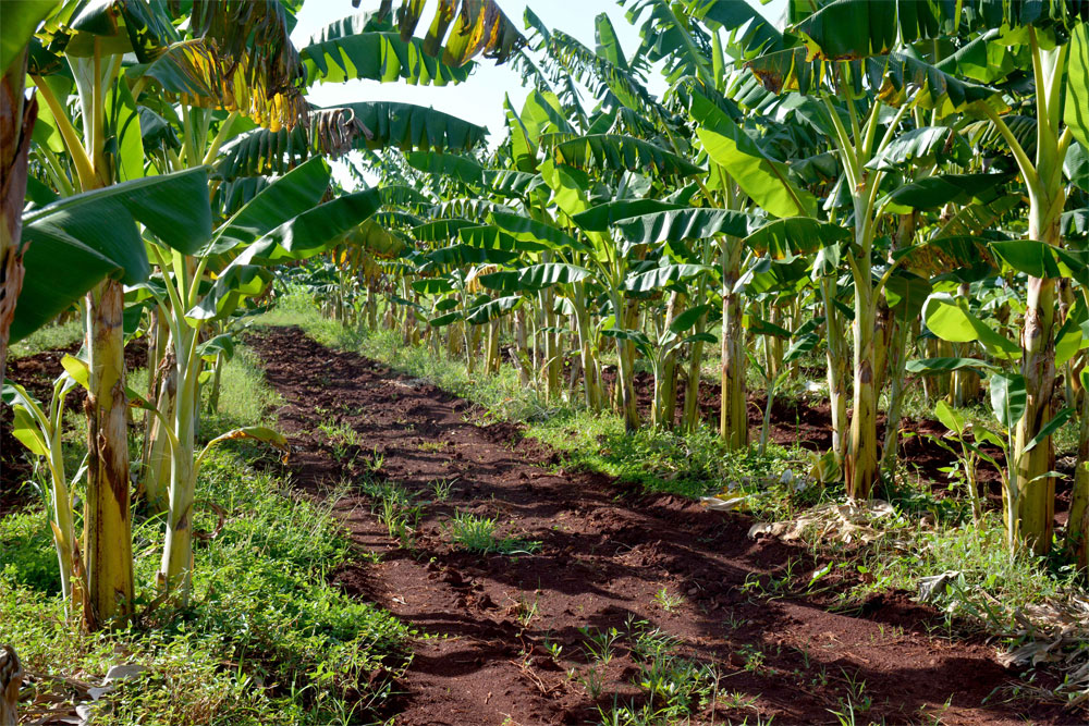 Campo de plátano.