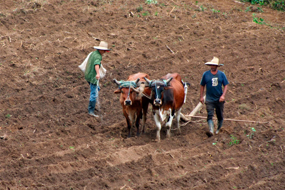 Preparación de los suelos para la siembra de tabaco.