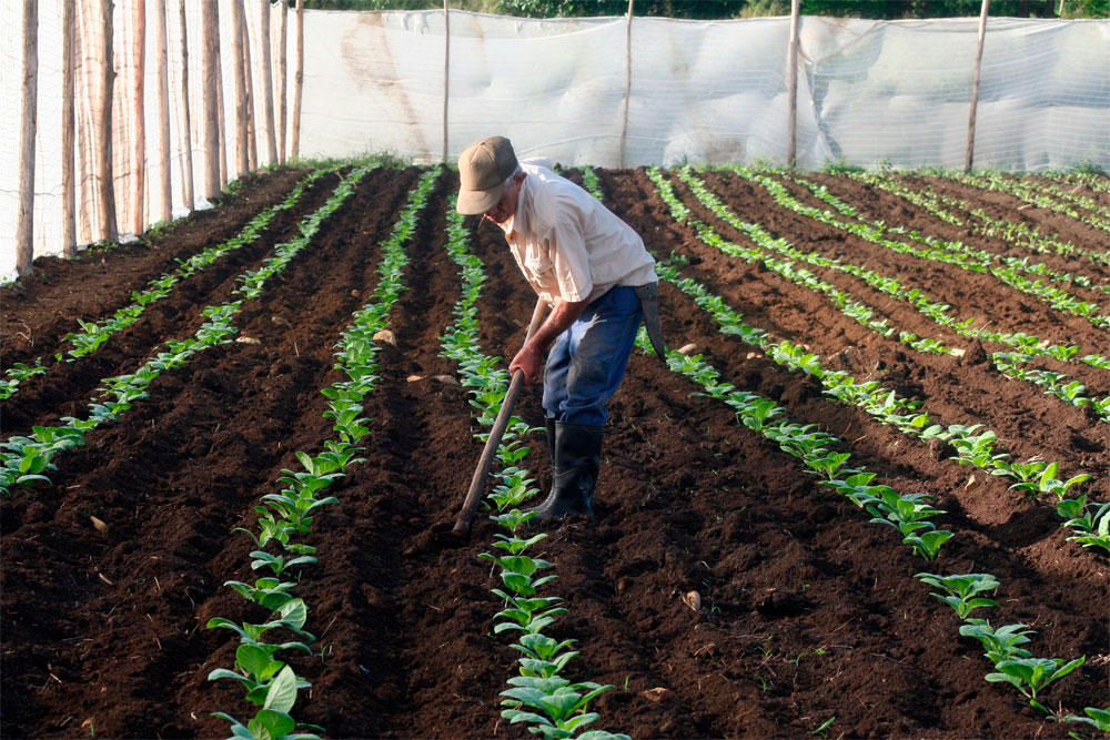 Guataquea como parte de la atención cultural a las plantaciones de tabaco.