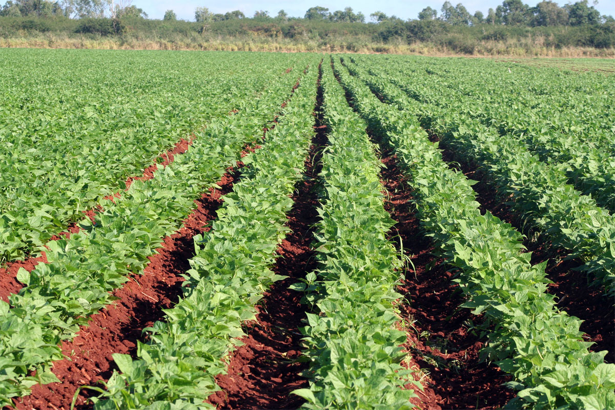 Plantaciones de frijol 