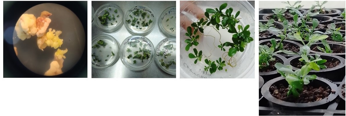 embriogenesis somatica in vitro