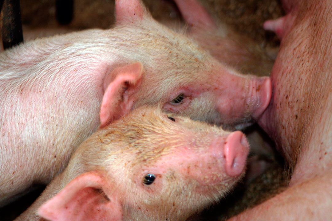 Crías de cerdo.