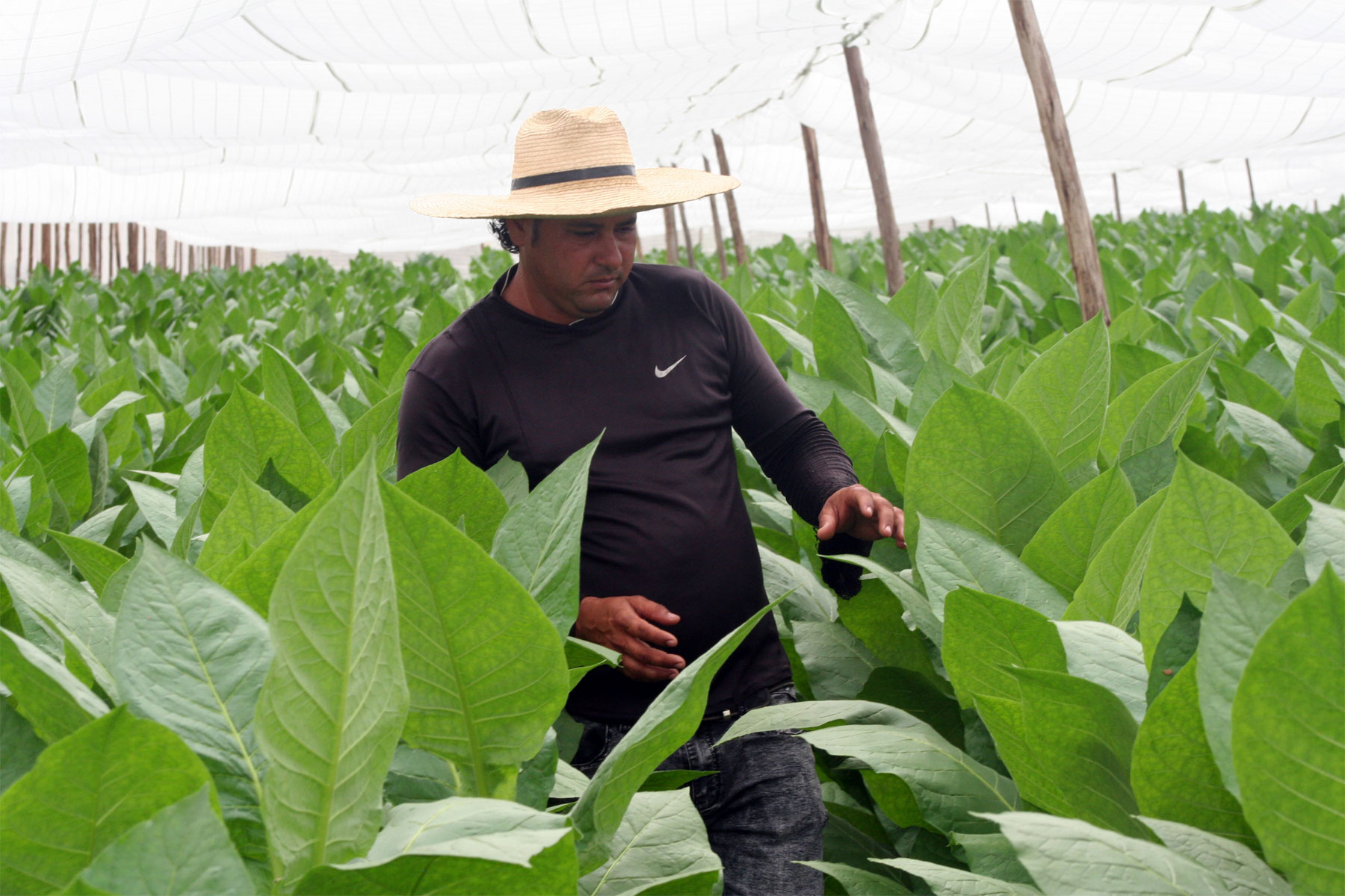 Veguero