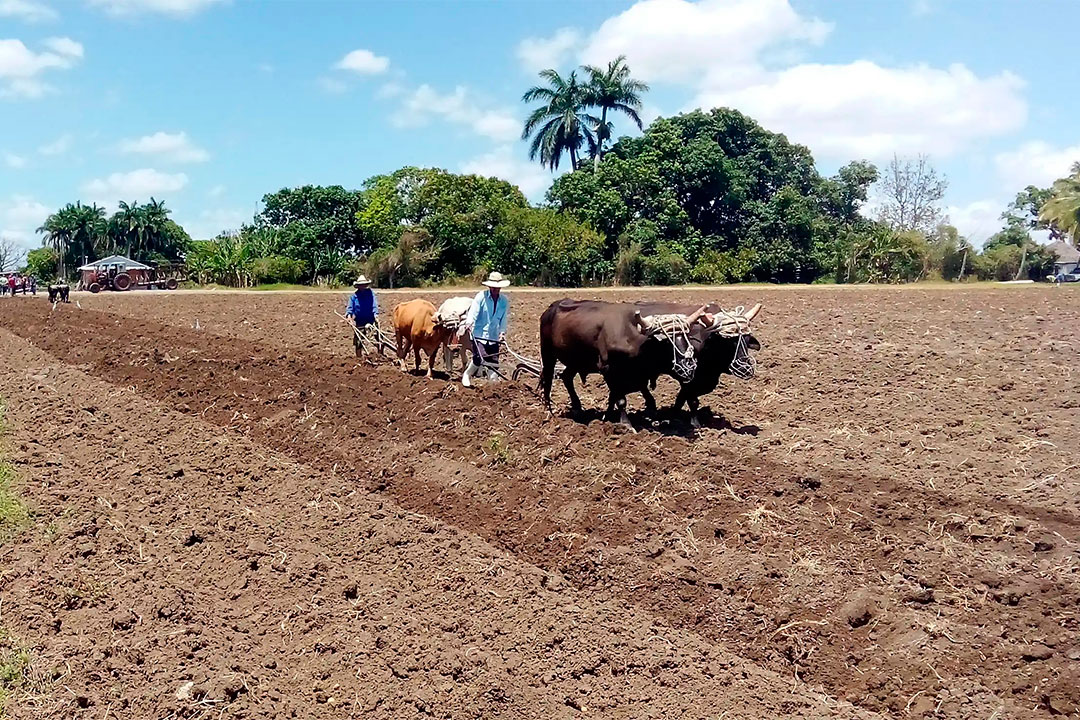 Preparación de tierra en la Empresa Agropecuaria de Yabú.