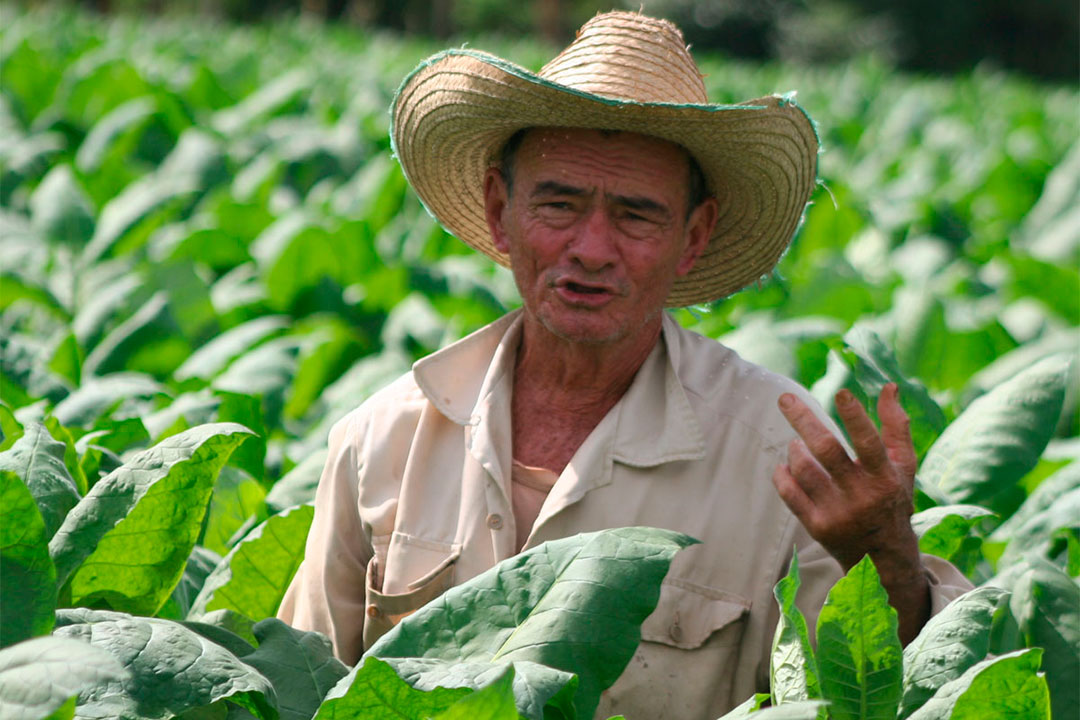 Atenciones cultuturales a la vega.