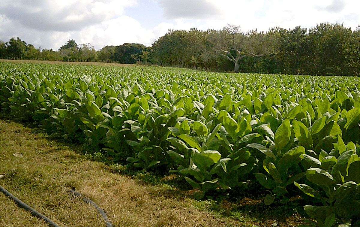 Vega de tabaco en fomento.