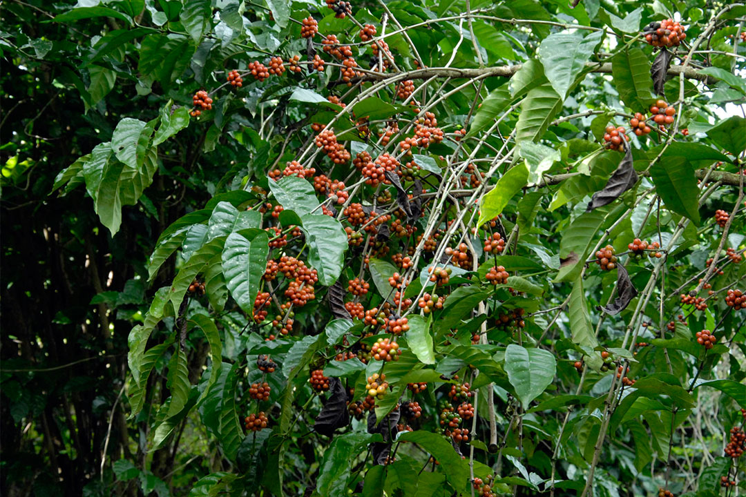 Maduración del café en los campos.