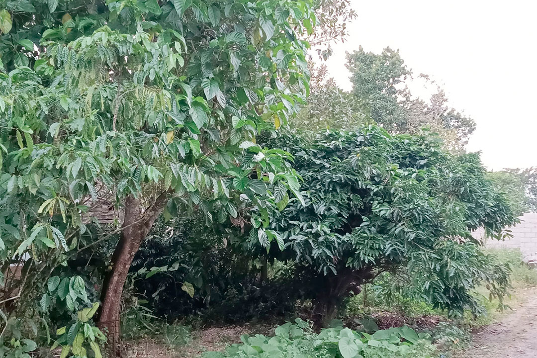 Cafetal en el llano.